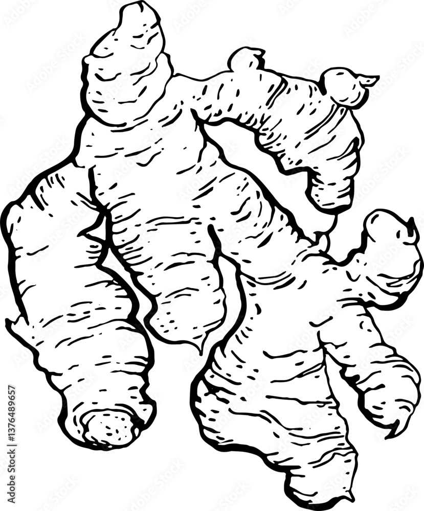 Ginger. Vegetables. Hand drawn vector isolated sketch. Ginger. Vegetables. Hand drawn vector isolated sketch.