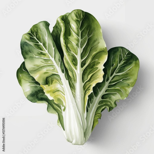 cabbage isolated on white background