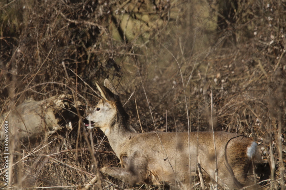 Obraz premium Roe deer does in a tall dry grass. Roe deer in natural environment in early spring. Wild roe deers. European roe deer -capreolus capreolus, Czech republic 