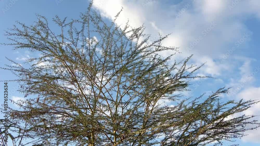 Time lapse of an Acacia tree swaying gently in the wind against a blue sky Time lapse of an Acacia tree swaying gently in the wind against a blue sky