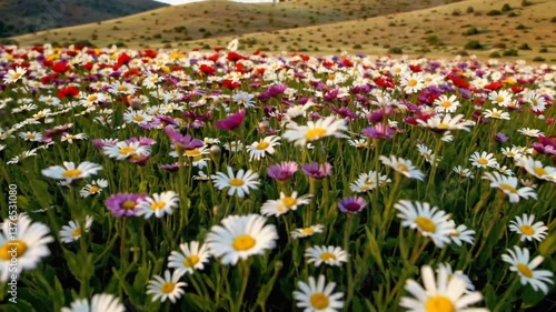 Colorful Spring Flowers Blooming in a South African Meadow  