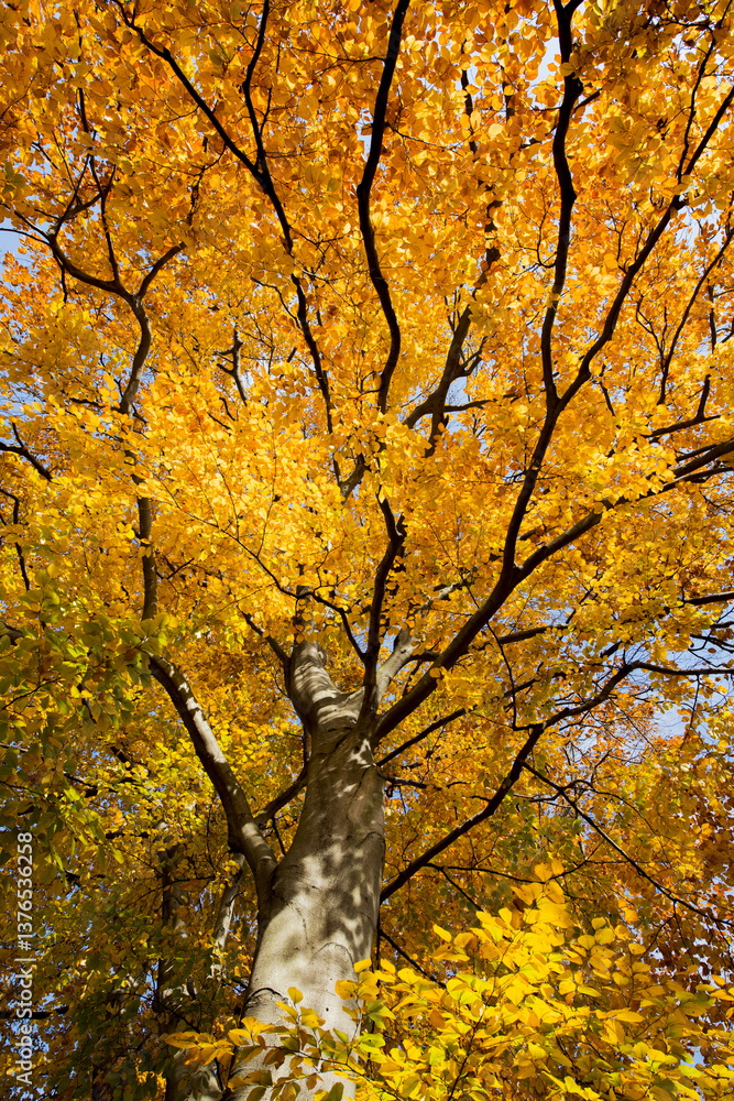 Buche im Herbst, Österreich, Wien, 18. Bezirk, Türkenschanzpar