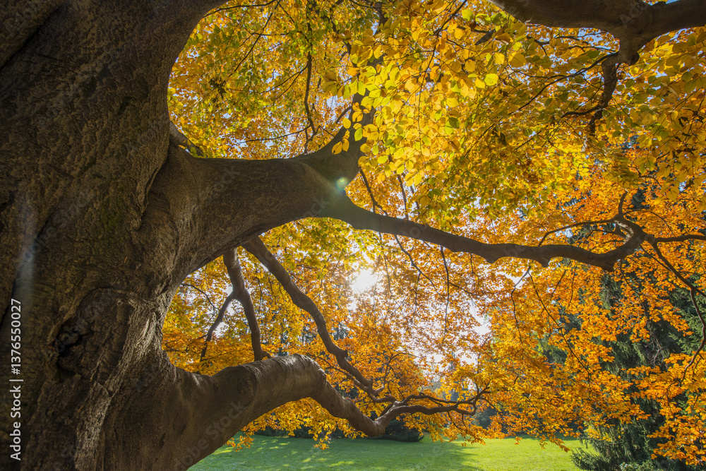 Buche im Herbst, Österreich, Wien, 18. Bezirk, Türkenschanzpar