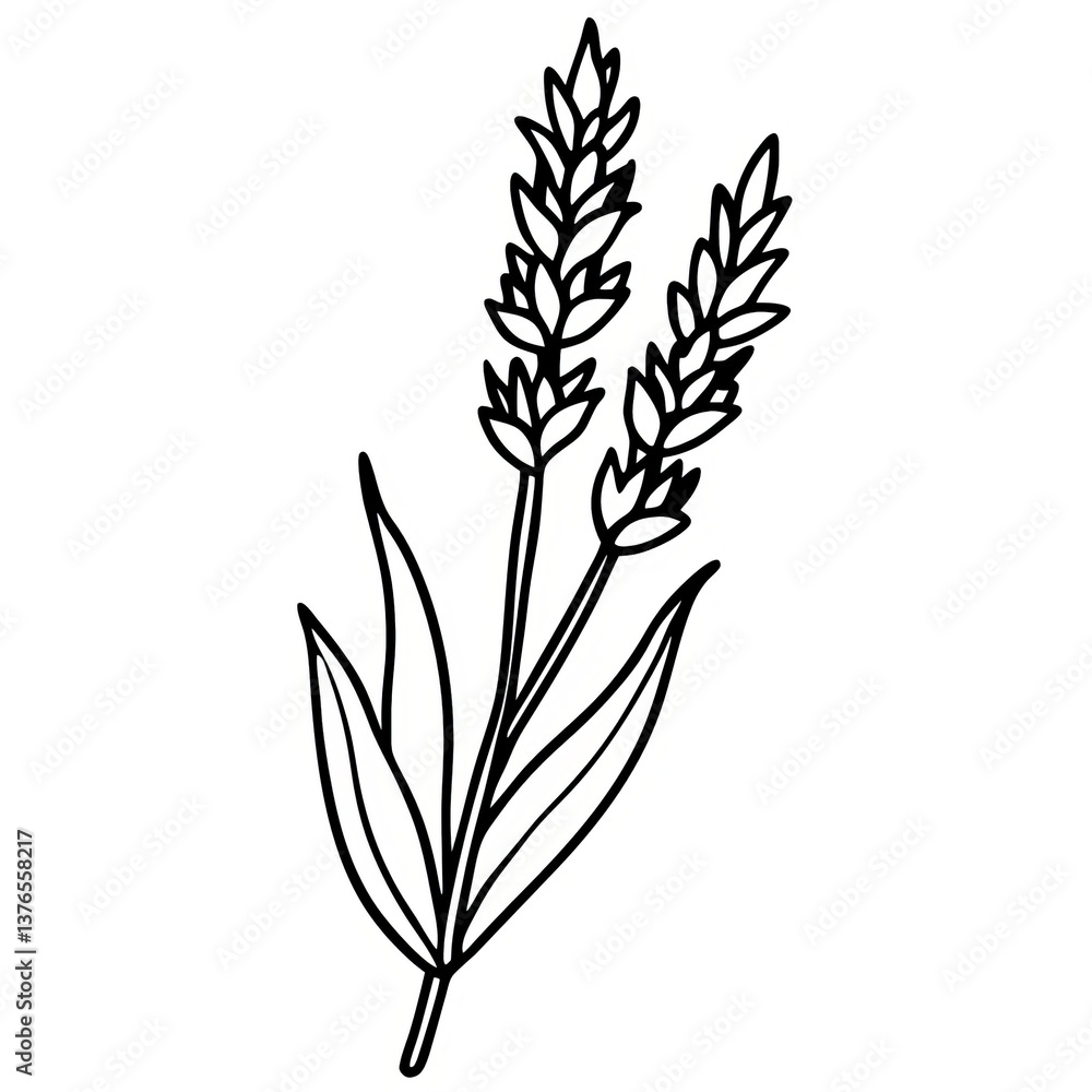 Fototapeta premium Wheat Stalk Levender Line Art Illustration Image