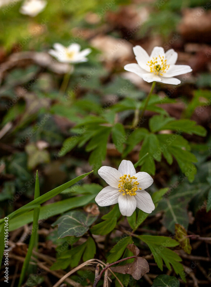 Fototapeta premium Kwiaty