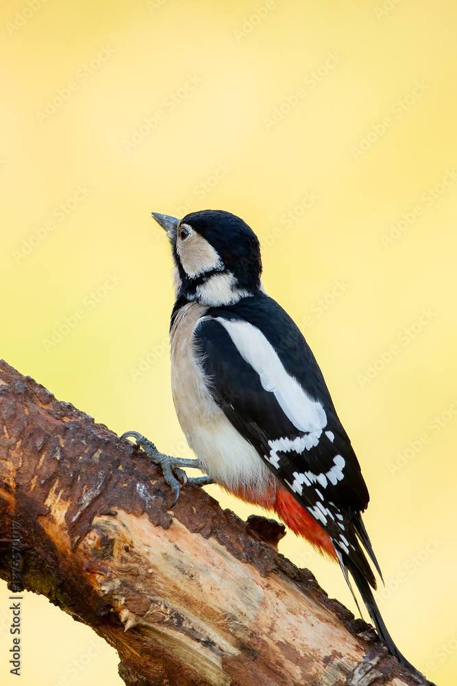 Obraz premium Great Spotted Woodpecker (Dendrocopos major)