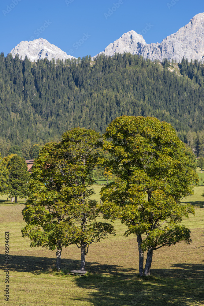 Ramsau am Dachstein, Ahornboden, Bergahorn, Acer pseudoplatanus,