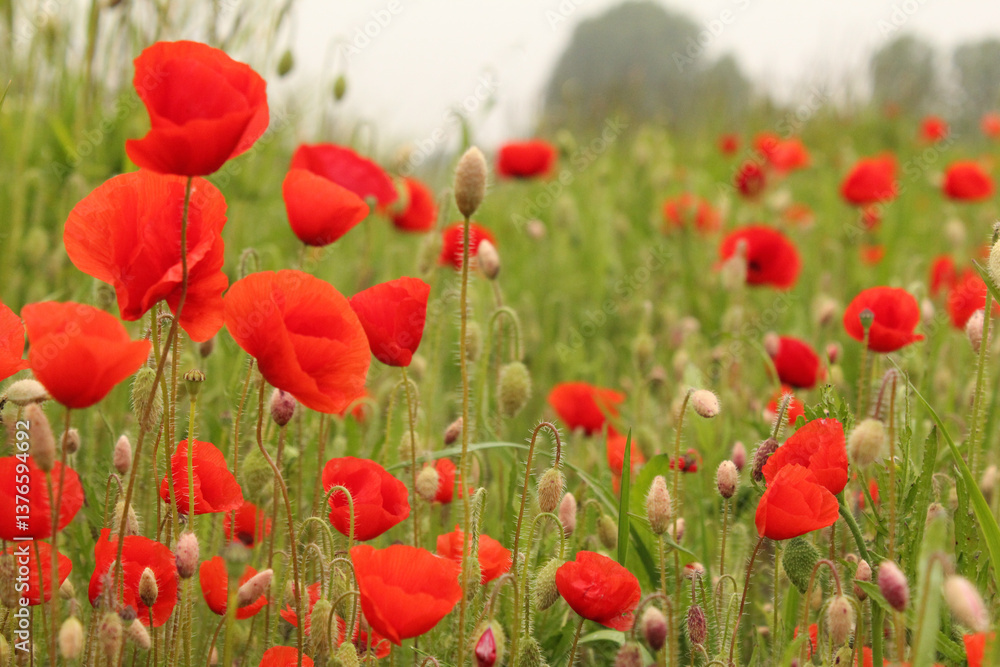 a large group red poppies in a field in the countryside in springtime closeup a large group red poppies in a field in the countryside in springtime closeup