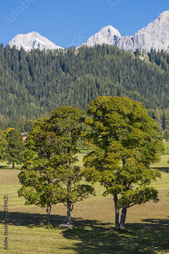 Obraz na płótnie Ramsau am Dachstein, Ahornboden, Bergahorn, Acer pseudoplatanus, w salonie
