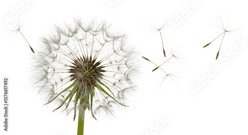Wallpaper Mural Dandelion Seeds Blowing in the Wind Against a White Background Torontodigital.ca