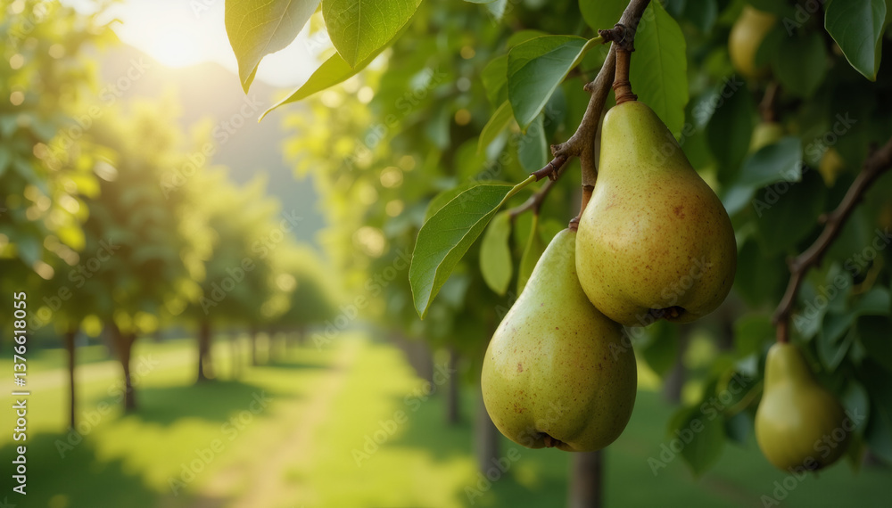 Pears hanging on a tree branch in a sunlit orchard Pears hanging on a tree branch in a sunlit orchard