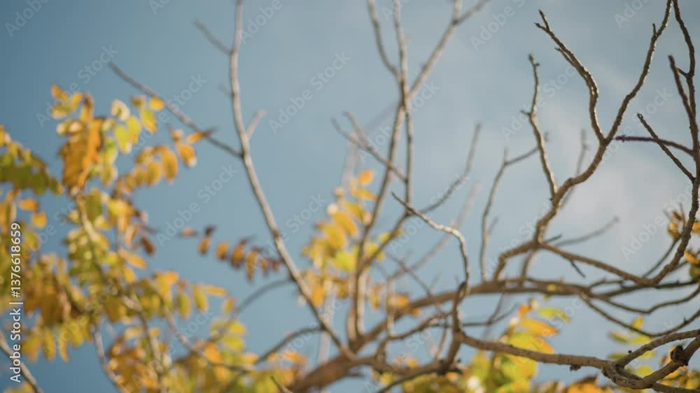 Shot of brown leaves with sunlight highlighting edges, capturing bright outdoor vibe in calm environment, showing autumnal transitions, warm color palette, and soft shadows against clear sky Shot of brown leaves with sunlight highlighting edges, capturing bright outdoor vibe in calm environment, showing autumnal transitions, warm color palette, and soft shadows against clear sky