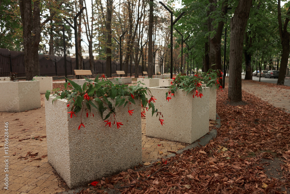 Plants in cachepots as an element of landscape design. Large rectangular containers with red flowers on an alley strewn with fallen leaves. Autumn.