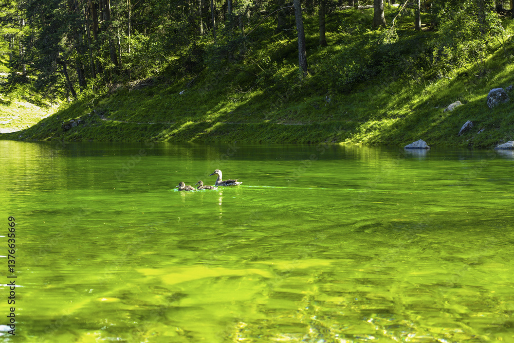 Tragöss, Grüner See, Österreich, Steiermark