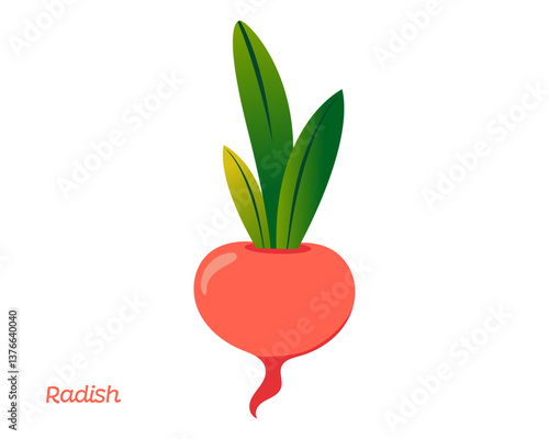 Whole European red radish and slices isolated on white background. Raphanus raphanistrum. Vegetarian food. Vector vegetables illustration in flat style.