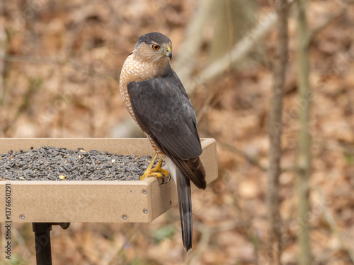 An adult Cooper's Hawk perched on a platform bird feeder