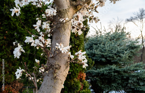 The tree in spring 