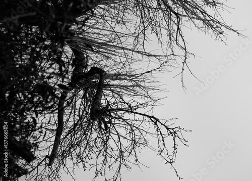 silhouette of a tree