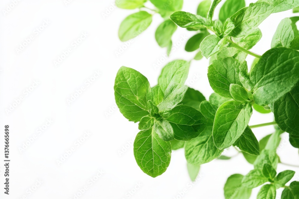 Fototapeta premium Close up of fresh green oregano herb plants on white
