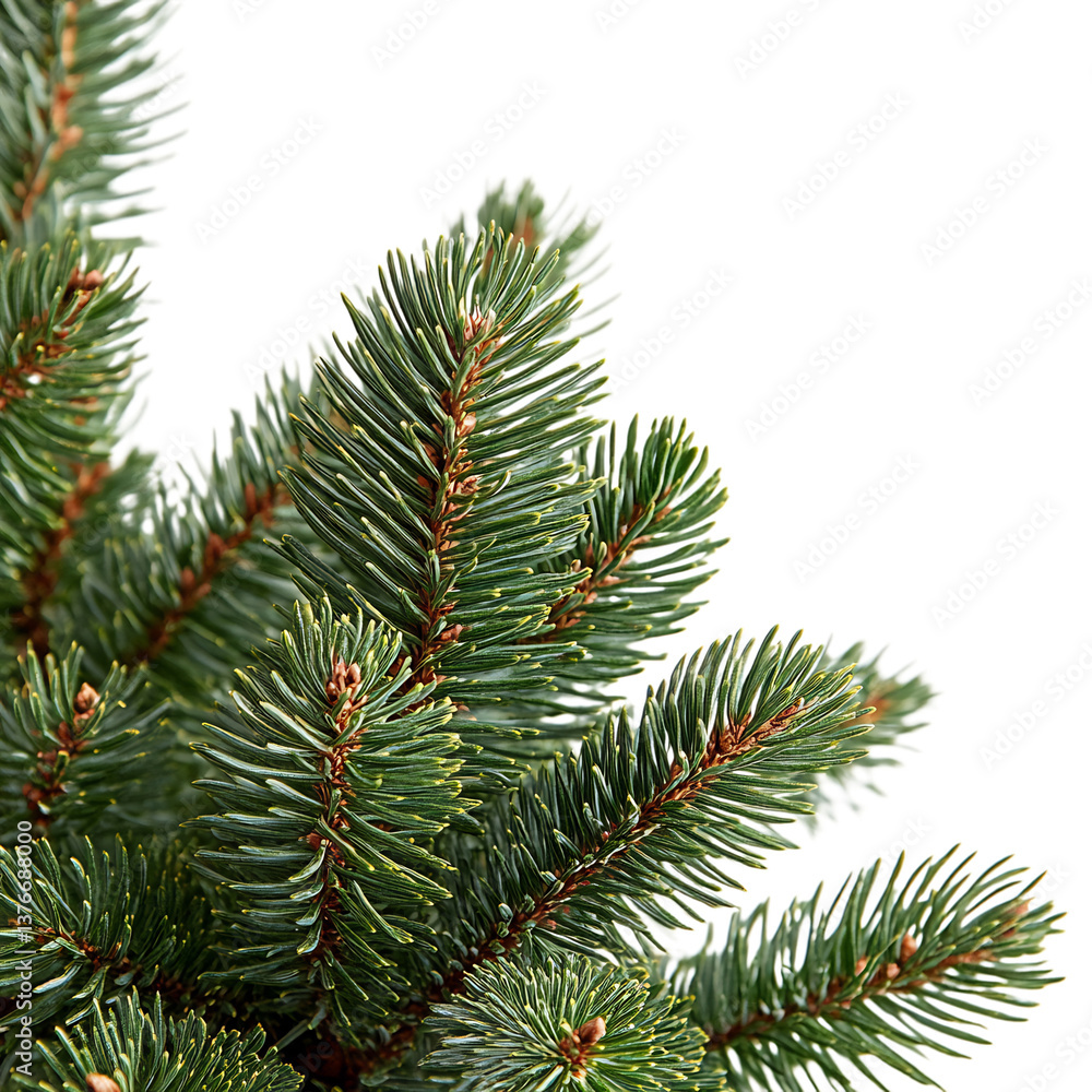 Close Up of Pine Tree Isolated on Transparent Background Close Up of Pine Tree Isolated on Transparent Background