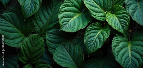 Close-up of green tropical leaves. Natural plant texture, with details of leaf veins. Rich foliage creates a vibrant background. Fresh, organic eco eco-friendly theme. Ideal for design, nature.