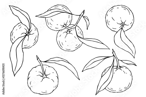Set of line sketches, citrus fruits mandarin outlines. Vector graphics.