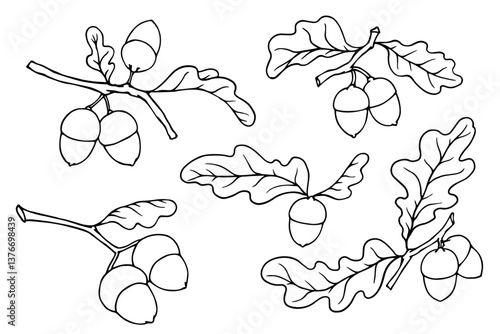 Set of linear sketches, oak tree branch outlines with acorns and leaves. Vector graphics.