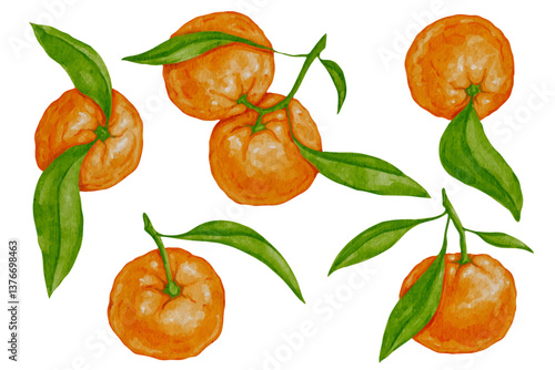 Set of ripe, juicy citrus fruits of mandarin. Vector graphics.