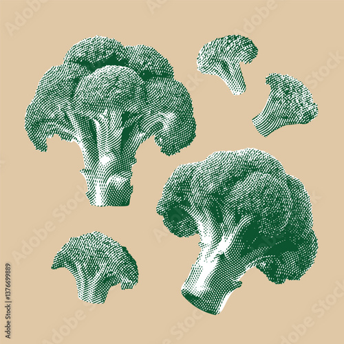 Broccoli vector, broccoli illustration, line drawing on cream background.