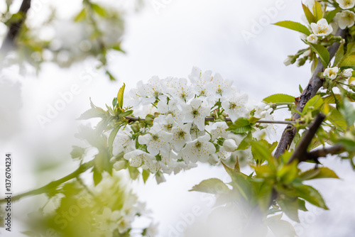 Obraz na płótnie White cherry blossoms blooming on branch in spring w salonie