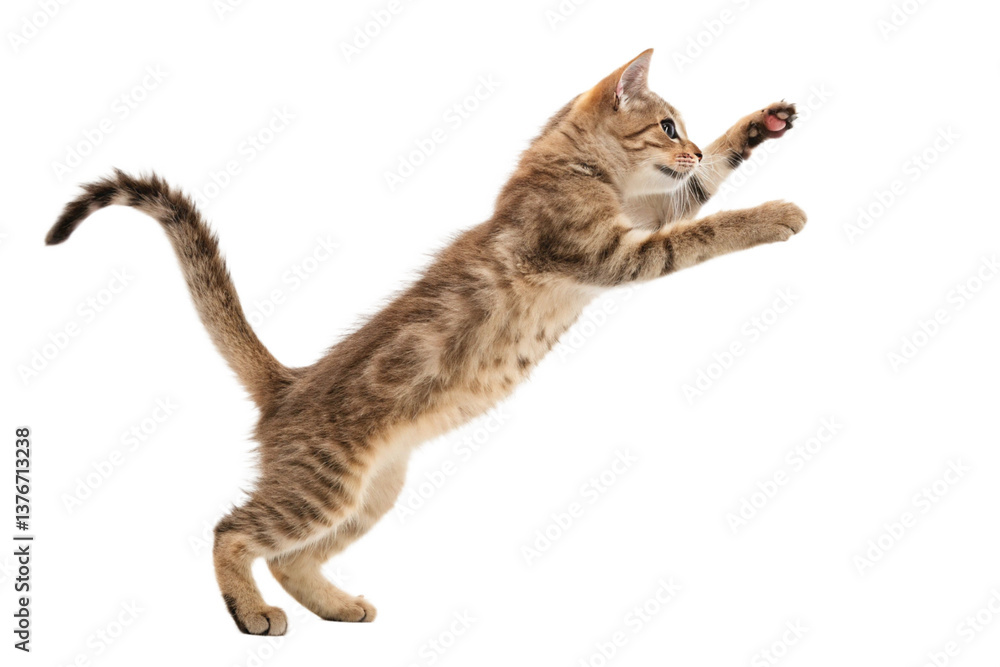 Obraz premium jump shorthair cat isolated on transparent background - generated by ai