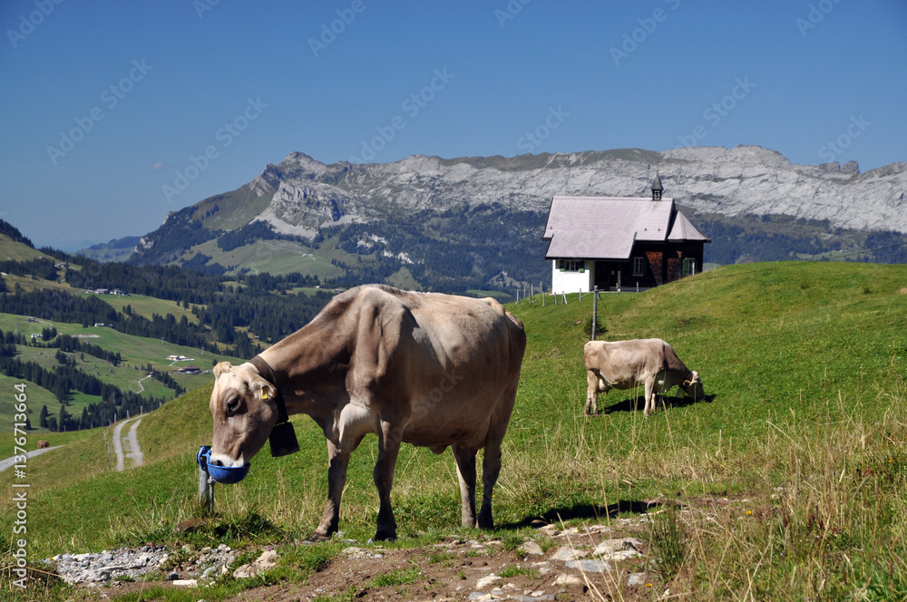 Fototapeta premium Kühe an der Alpe Jänzimatt