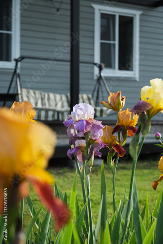 Irises flowers of different varieties in garden in front of veranda of private wooden house. Outdoors. Summer season. Focus on the flowers.