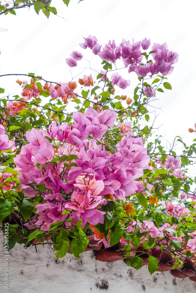 Bougainvillea spectabilis, Rio de Janiero, Brasilien, Rio de Jan