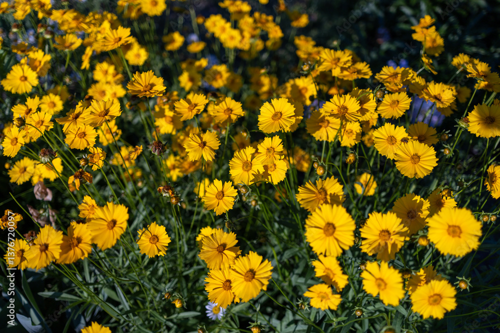 Top view of beautiful yellow daisies and green leaves. Flowers and leaves sway in the wind. The evening sun illuminates the flowers. Top view of beautiful yellow daisies and green leaves. Flowers and leaves sway in the wind. The evening sun illuminates the flowers.