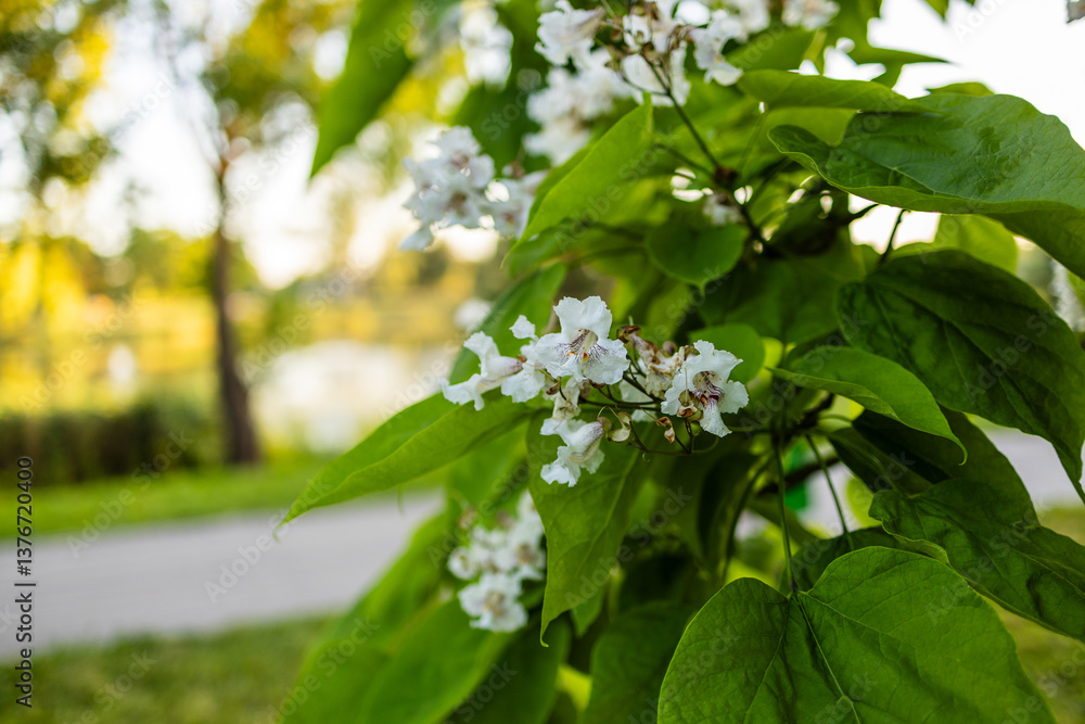 Obraz premium Beautiful catalpa blossom. White catalpa flowers and green leaves. Beautiful background. Catalpa flowers and leaves sway in the wind.