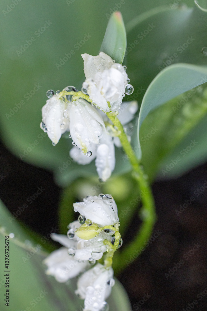 White flowers covered in dew drops, spring awakening