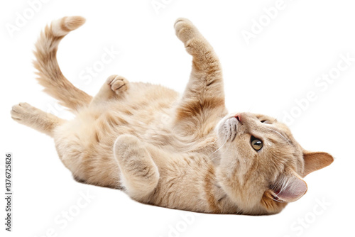 A beige cat lies on its back, playing and rolling around, with an isolated transparent background - generated by ai
