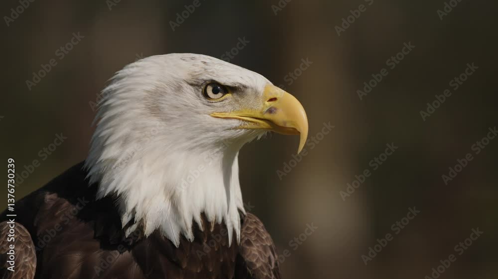 A close-up portrait of a bald eagle showcasing its distinctive white head and yellow beak against a blurred natural background. A close-up portrait of a bald eagle showcasing its distinctive white head and yellow beak against a blurred natural background.
