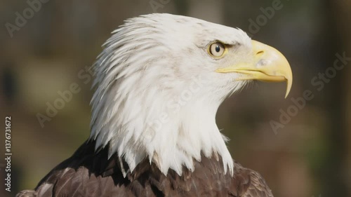 A close-up of a bald eagle showcasing its distinctive white head and yellow beak. The eagle's sharp eyes and feathers are highlighted against a blurred natural background.