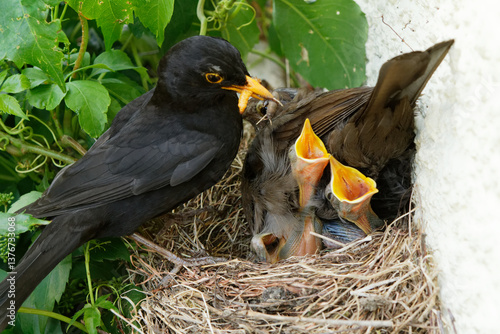 Merle noir mâle nourrissant sa nichée. Le mâle se distingue de la femelle par son plumage noir foncé.