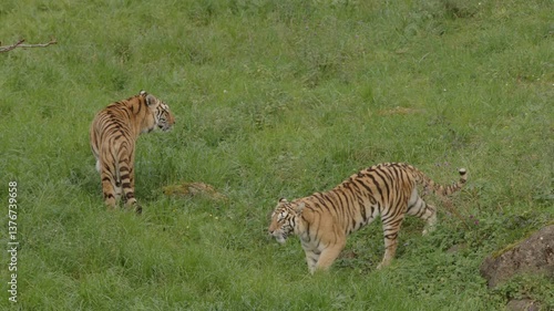 Two tigers walking in a lush green field, showcasing their distinctive stripes and natural habitat.