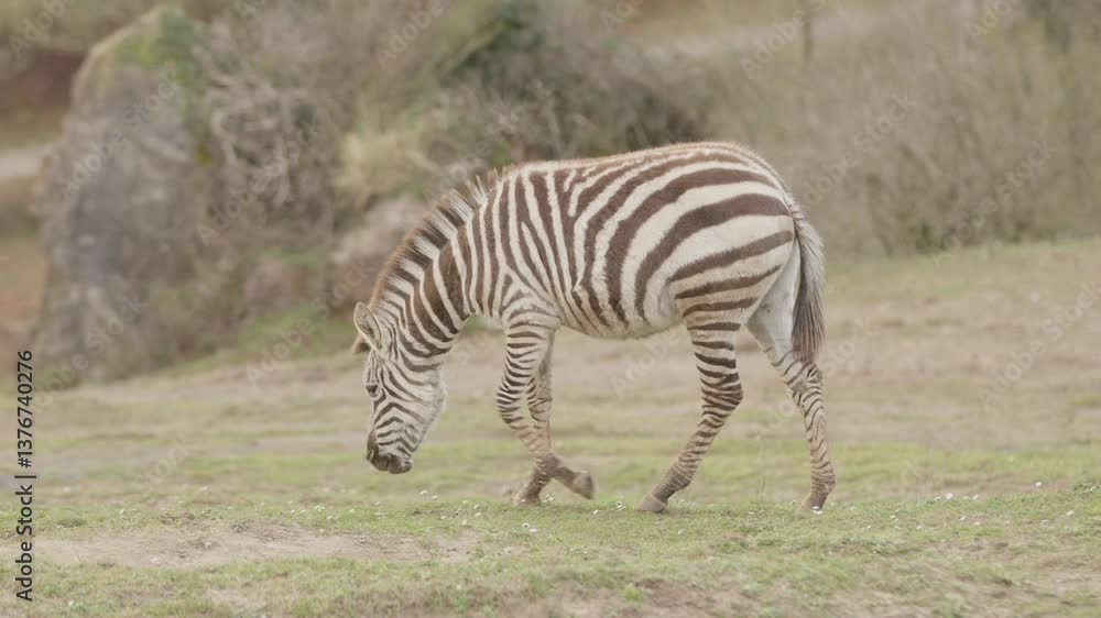 A zebra grazing on a grassy field, surrounded by sparse vegetation and rocky terrain. The zebra's distinctive black and white stripes are clearly visible as it bends down to eat. A zebra grazing on a grassy field, surrounded by sparse vegetation and rocky terrain. The zebra's distinctive black and white stripes are clearly visible as it bends down to eat.
