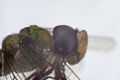 Dragonfly closeup Side 