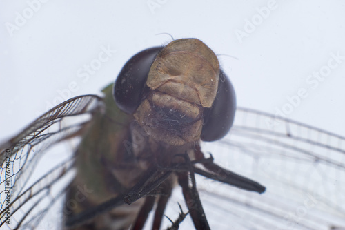 DragonFly close up Front