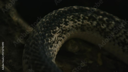 Close-up of a snake's scales, showcasing intricate patterns and textures in a dark environment.