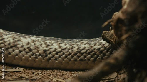 Close-up view of a snake's scales on the ground, surrounded by leaves and a tree root.