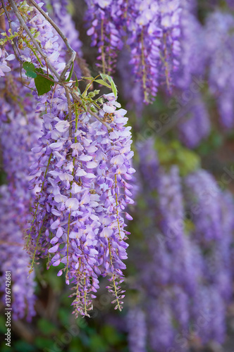 This beautiful scent of a spring