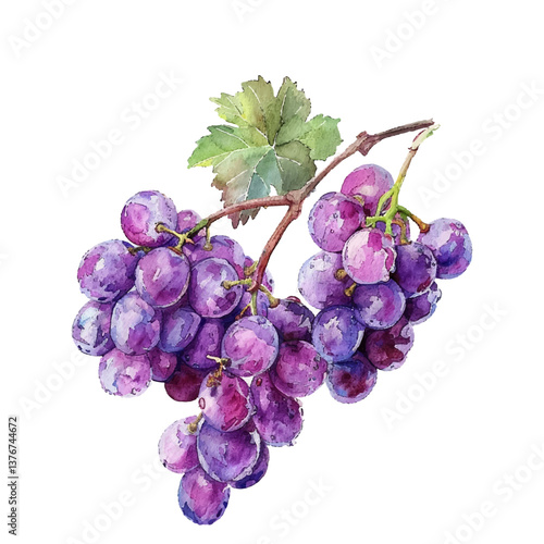 Poulsard grape purple violet branch vector illustration isolated on white background. Wine fruit, grape vine clip art, green leaf. Fresh juicy vegetarian organic food. 