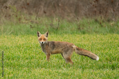 Fox in the grass
